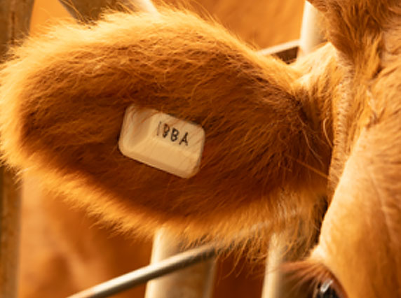 이아태그 제품 이미지 3